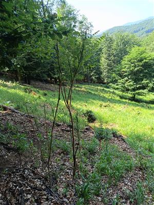 Zásah viditeľne invázny druh potlačil.