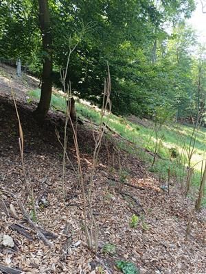 Zásah viditeľne invázny druh potlačil.