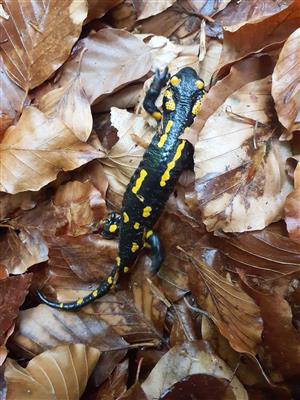 salamandra