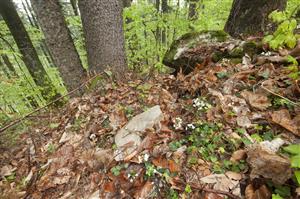 Cardamine trifolia v bukovom lese