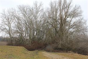 Čiližský potok, zbytok pôvodného koryta, končí pod Starou hrádzou Dunajskou