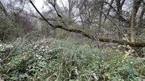 astra kopijovitolistá