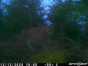 lynx lynx