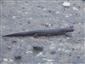 Triturus dobrogicus - samica