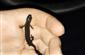 Triturus dobrogicus