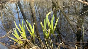 Iris pseudocorus