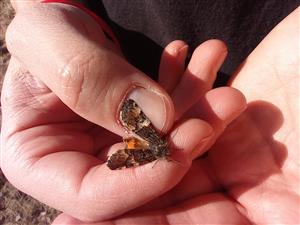 Archiearis parthenias (Linnaeus, 1761)