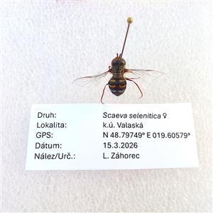 Scaeva selenitica (Meigen, 1822)