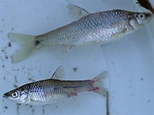 hrúzovec sieťovaný