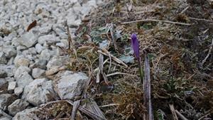 Crocus heuffelianus