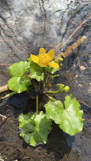 Caltha palustris