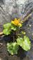 Caltha palustris