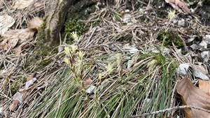 Carex alba