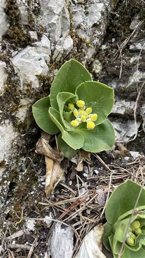 Primula auricula hungarica