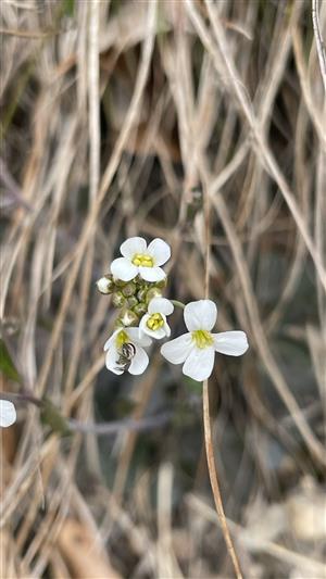 Cardaminopsis arenosa