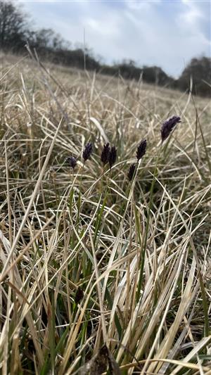 Sesleria uliginosa