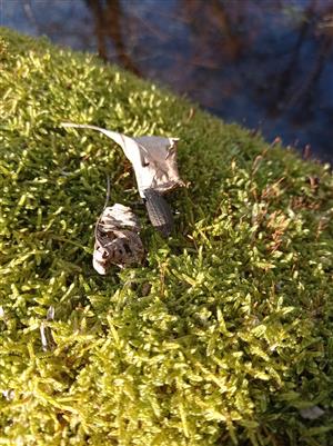 Carabus (Carabus) granulatus granulatus Linnaeus, 1758