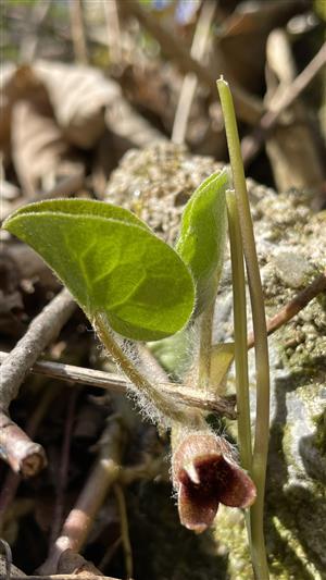 Asarum europaeum