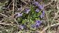 Viola hirta