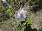 Eriogaster lanestris (Linnaeus, 1758)