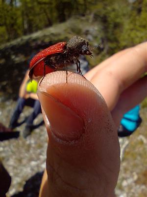 Bostrichus capucinus