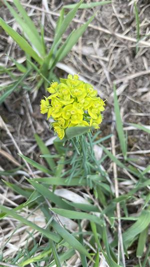 Euphorbia cyparissias