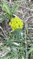 Euphorbia cyparissias