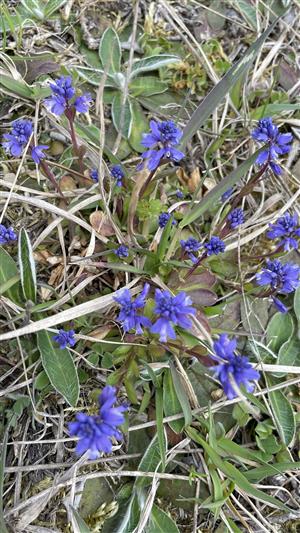 Polygala amara