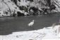 Ardea alba 