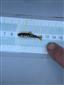 Salmo (Salmo) trutta morpha fario Linnaeus, 1758