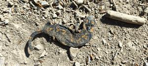 salamandra škvrnitá