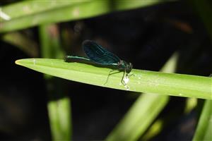 Calopteryx virgo (Linnaeus, 1758)