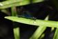 Calopteryx virgo - Hadovka obyčajná