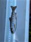 Oncorhynchus mykiss (Jordan, 1892)