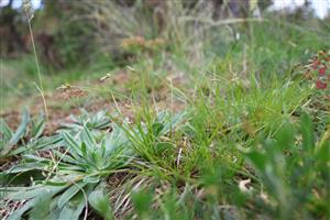 ostrica alpínska (Carex halleriana)