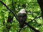 Strix uralensis