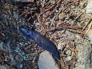 Bielzia coerulans
