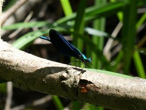 Calopteryx virgo (Linnaeus, 1758)