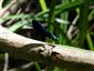 Calopteryx virgo