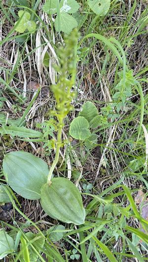 Listera ovata