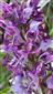 Orchis militaris