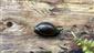 Oxyloma elegans