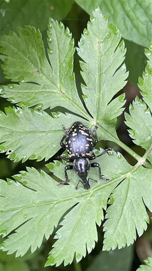 Liparus glabrirostris K., 1849