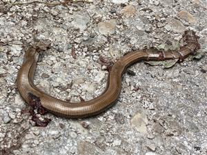 Anguis sp.