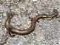 Anguis sp.