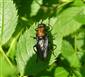 Clitellaria ephippium (Fabricius, 1775)