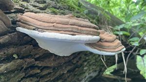 Ganoderma applanatum (syn.)