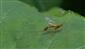 Megarhyssa perlata (Christ, 1791)