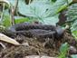 Natrix tesselata