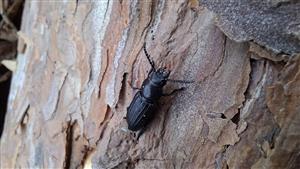 Spondylis buprestoides Linnaeus, 1758